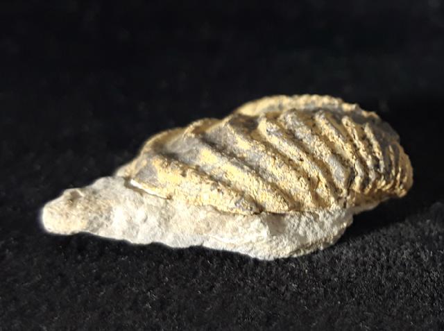 Trigonia cf. interlaevigata (QUENSTEDT 1858) - Bild © FossNet FossilienStore
